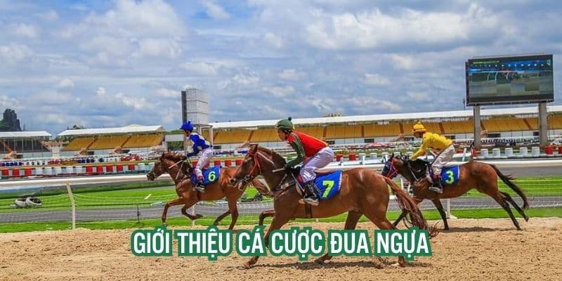 Cách cược đưa ngựa FAN VIP 