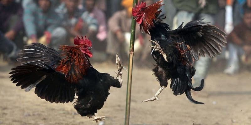 Kèo cược chọi gà tại GA28 FANVIP