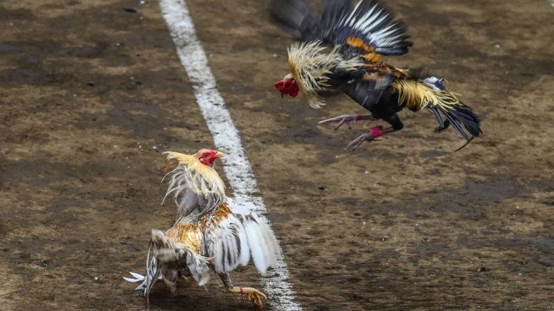 Đá gà 1 Chiến kê thi đấu nảy lửa tại sảnh đá gà Fanvip